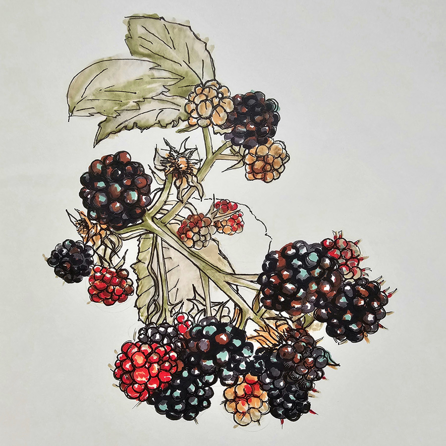 Brambles illustration by Fiona J Billing Smith.